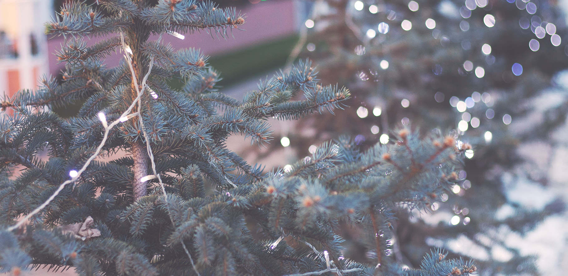 Close of up a christmas tree with white fairy lights