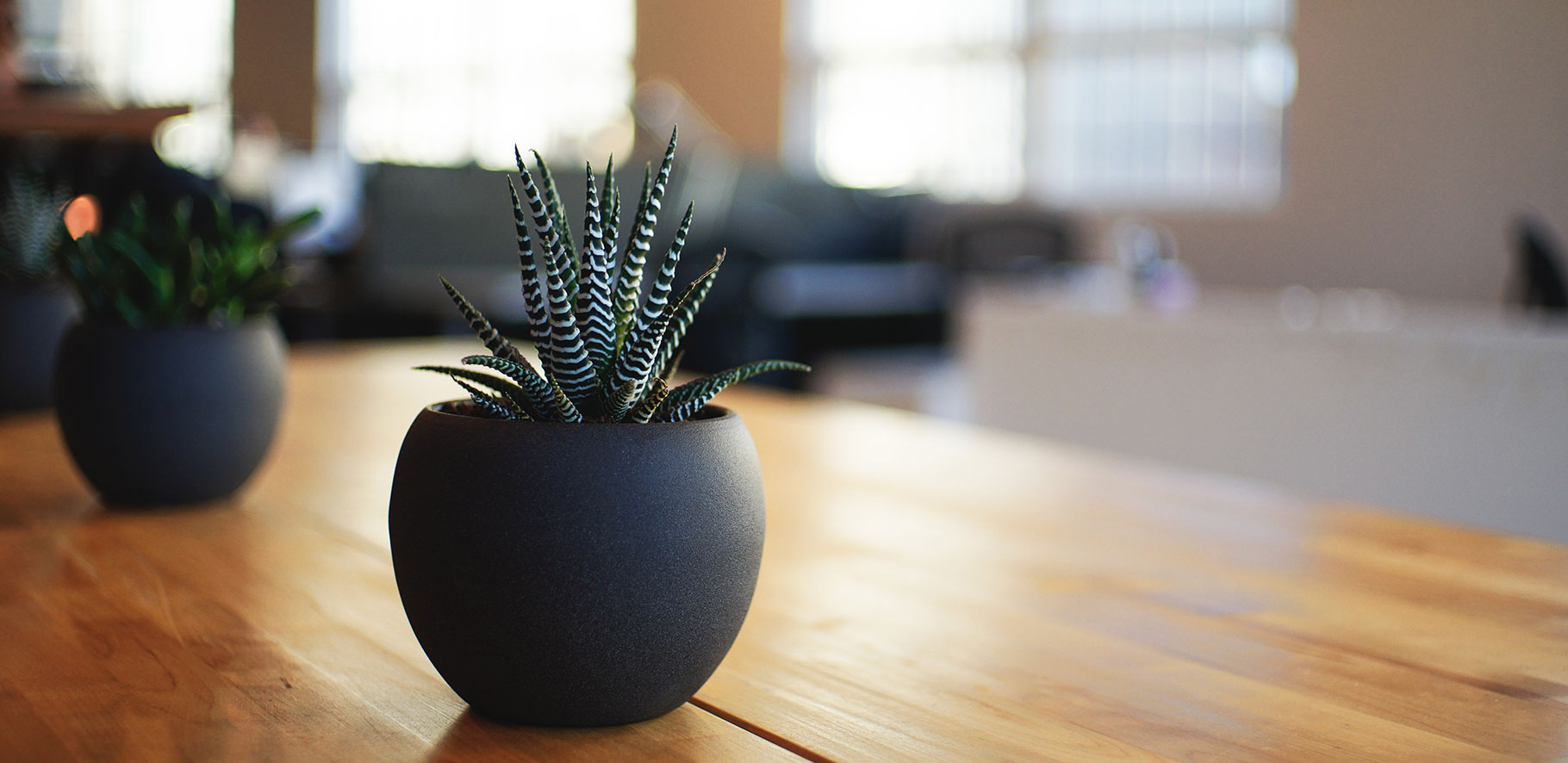 small cactus sitting on a table with a blurred background